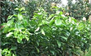 精選三紅蜜柚苗與紅心蜜柚苗，廠家直供，品質(zhì)保障，歡迎批發(fā)洽談